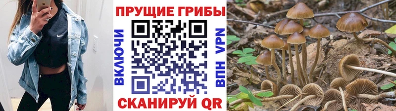 shop наркотические препараты  Баксан  Псилоцибиновые грибы мицелий 